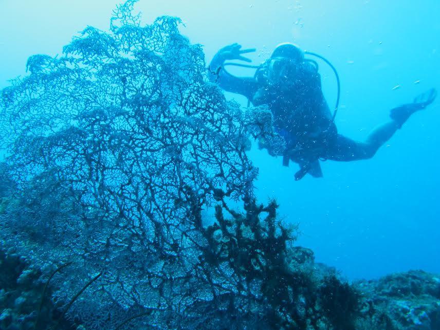 Anilao Scuba Dive Center Hotel Batangas Exterior photo